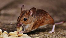24 Hour & Emergency Exterminators in Mount Wilson, PA